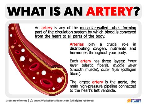 what are arteries responsible for.